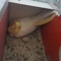 عروس هلندی|پرنده|کبودرآهنگ, |دیوار