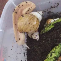 حلزون معاوضه باپرنده