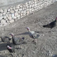 بوقلمون|حیوانات مزرعه|کوهدشت, |دیوار