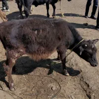 گوساله بومی