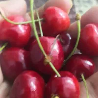 گیلاس خوشمزه  گوشتی ارگانیک