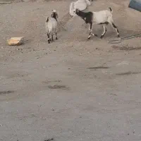 گوسفند فروشی