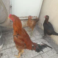 مرغ|حیوانات مزرعه|مشهد, رضاییه|دیوار