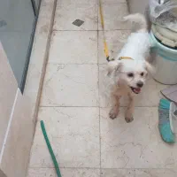 سگ پا کوتاه سفید. خیلی با نمک|سگ|یزد, |دیوار