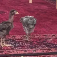 فروش فوری
