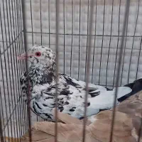 سرورپلاکی|پرنده|دوگنبدان, |دیوار