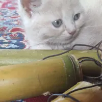 اسکاتیش