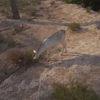 چندتا کهره ماده و ۲تانر|حیوانات مزرعه|اهرم, |دیوار