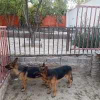 دوقلاده ژرمن شپرد