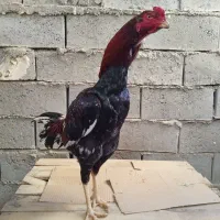 خروس انگلیس