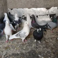 کبوتر پرشی ساعت سنگین|پرنده|رباط‌کریم, منجیل آباد|دیوار