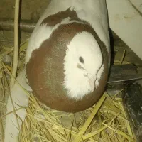سینه و طوقی