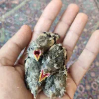 جوجه سهره سرلاکی