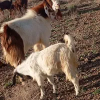 سلام خدمت دوستان یک عدد نربز تخمی قیمت مناسب