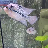 ماهی فلاور لابستر ،