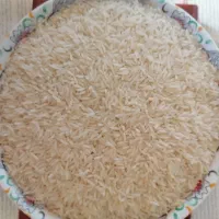 محصول شمال برنج دم سیاه، طارم محلی، فجر سوزنی