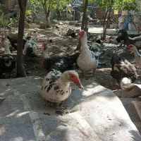 جوجه اردک