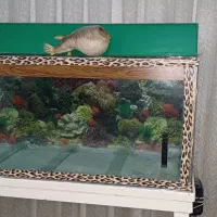 فروش اکواریوم