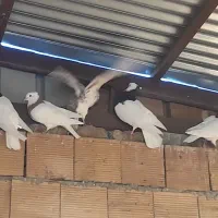 کبوتر  یا سیره|پرنده|گوآور, |دیوار