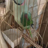 شاه طوطی سخنگو|پرنده|بستان آباد, |دیوار