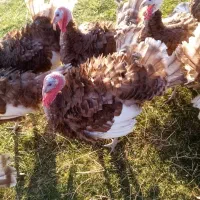 بوقلمون محلی بوربن نر|حیوانات مزرعه|بانه, |دیوار