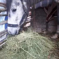 اسب|اسب و تجهیزات اسبسواری|ماسال, |دیوار