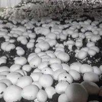 فروش-کارگاه-قارچ