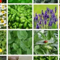 سرمایه گذاری راه اندازی بسته بندی سبزی خشک دورکاری