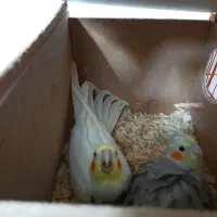 یک جفت عروس هلندی