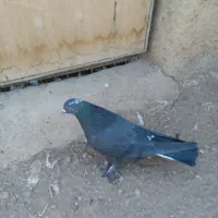 کبوتر اصفهانی