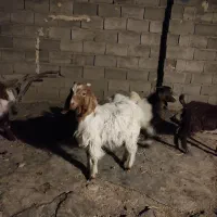 برغاله نر و ماده|حیوانات مزرعه|هریس, |دیوار