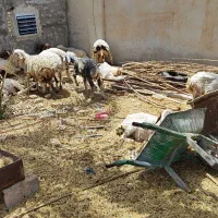 گوسفند