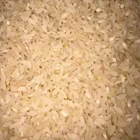 برنج کامفیروزی(اصل بکیان)