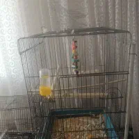 قفس بزرگ|لوازم جانبی حیوانات|سبزوار, چهارراه فرودگاه|دیوار