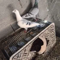 پلاکی|پرنده|کهنوج, |دیوار