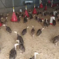 جوجه بوقلمون برنز وبیوتی وبوربون