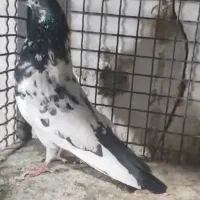 کفترکله ای تیدی|پرنده|خاش, |دیوار