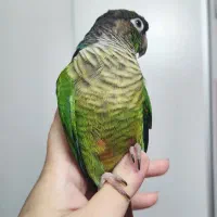 پرنده کاملا دستی و ارام|پرنده|ری, حمزهآباد|دیوار