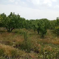 باغ-سردرختی