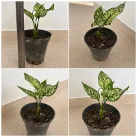 انواع گل و گیاه خاص|گل و گیاه طبیعی|مراغه, |دیوار