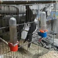 طوطی سانان و لوازم جانبی