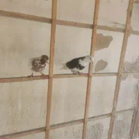 کفتر تهرانی شازده سیاه کله دم سرخ خارجی خال پیس|پرنده|فردیس, شهرک سپاه|دیوار