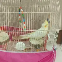 طوطی عروس هلندی نر خانگی چند ماه آماده صحبت