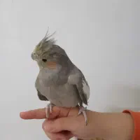 عروس هلندی سالم رودهن مهرآباد|پرنده|رودهن, |دیوار