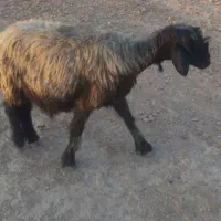 میش داشتی