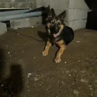 توله سگ ژرمن شپرد نر ۷ماهه