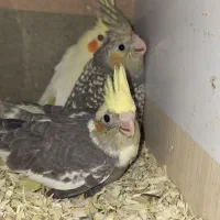 عروس هلندی جوجه