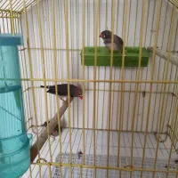 عروس هلندی و فنچ وقفس|پرنده|قزوین, |دیوار