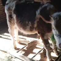 گوساله 8ماه|حیوانات مزرعه|کوهرنگ, |دیوار