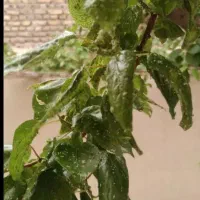 سم پاشی خانه وباغ وکلیه امورات باغبانی